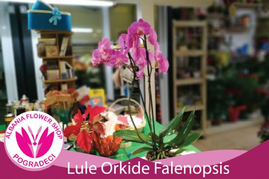 Lule Orkide Falenopsis Orchidee Phalaenopsis ngjyra Lejla nga Albania Flower Shop POGRADEC